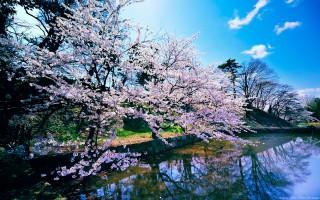 Cherry blossom trees