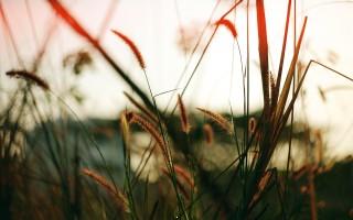 Close fields