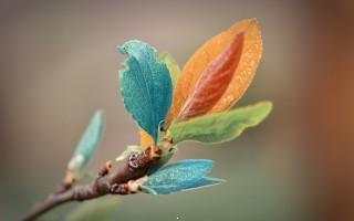 Colorful leaves