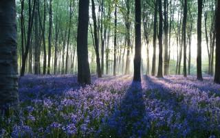 Dawn in forest