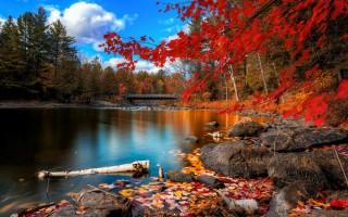 Fall foliage
