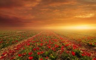 Flower fields