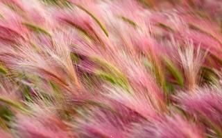 Foxtail barley