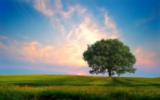 Fresh nature
