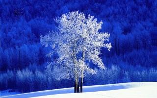 Frosted aspen tree