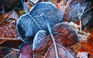 Frosty autumn leaves