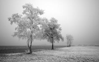 Frozen trees