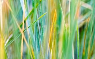 Grass