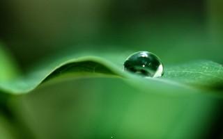 Green dew drop
