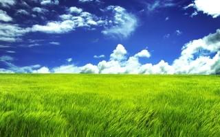 Green grassland