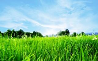Green horizon