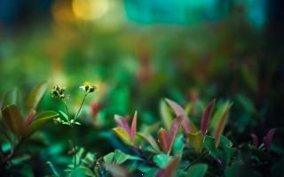 Green life