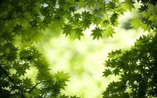 Green maple leaves