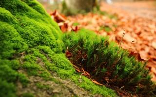 Greenish