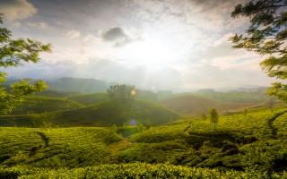 Munnar hills kerala india