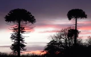 Mushroom trees