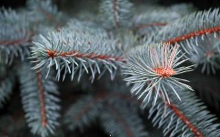 Pine tree