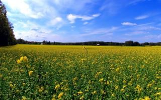 Planet scenes 113