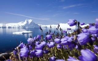 Purple arctic flowers