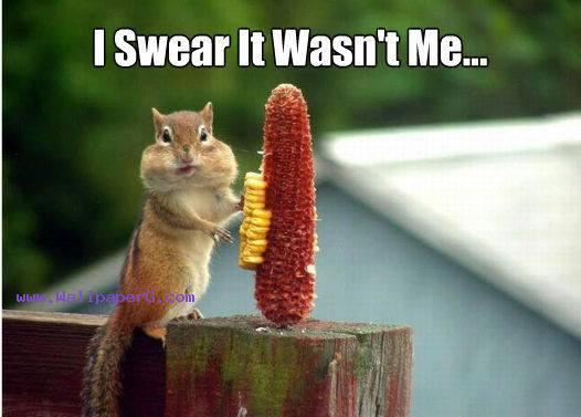 Download Maize and the squirrel - Funny quotes for your mobile cell phone