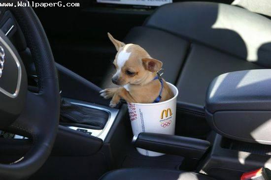 Puppy in cup