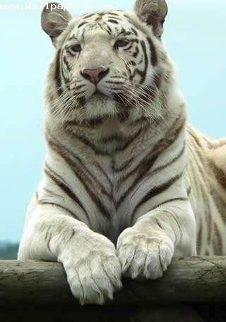 Wild white tiger