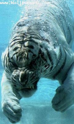 Wild white tiger in water