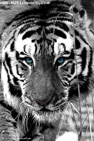 Tiger with blue eye