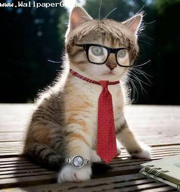 A busy cat