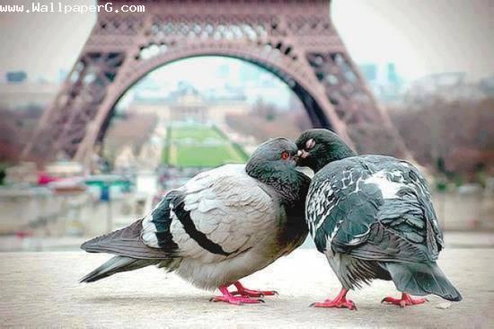 Pigeon love