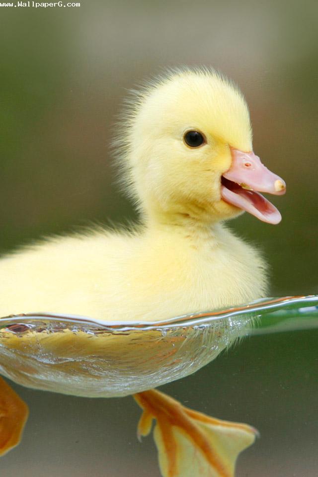 Yellow duckling