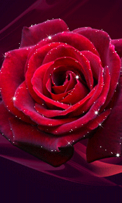 Animated red rose with white