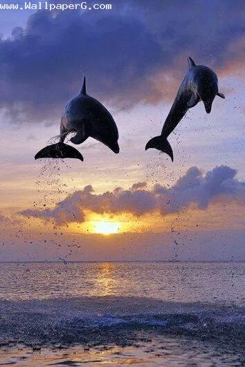 Dolphines