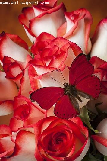 Red roses with red butterfly