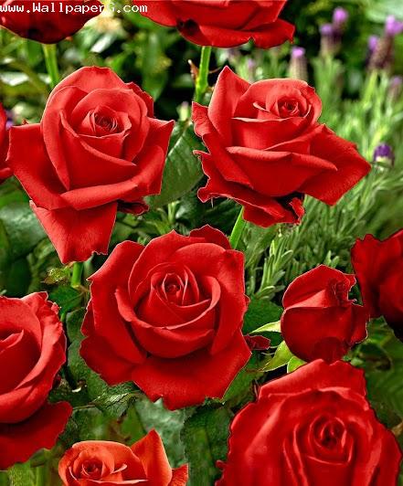 Pure red roses