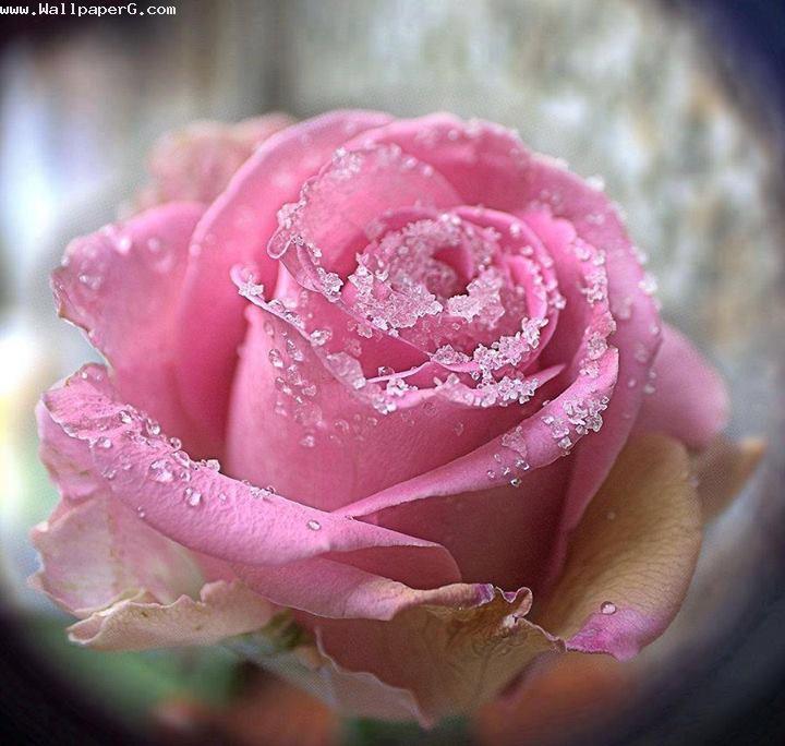 The pink rose