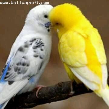 Bird natural love