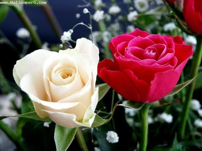 White and red rose