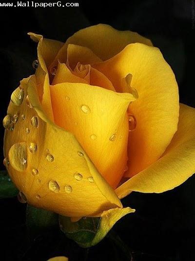 Yellow rose