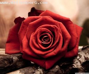 The color of love red rose
