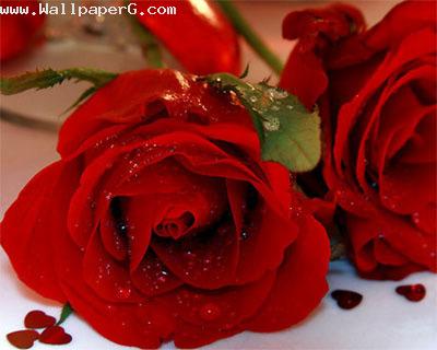 6th feb rose for lovers