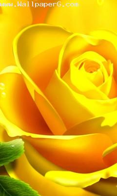 Yellow rose mark of frien