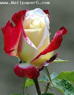 Red and white rose fate of love