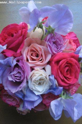 Collection of love rose