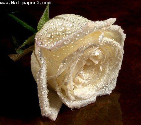 White rose sign of happy love