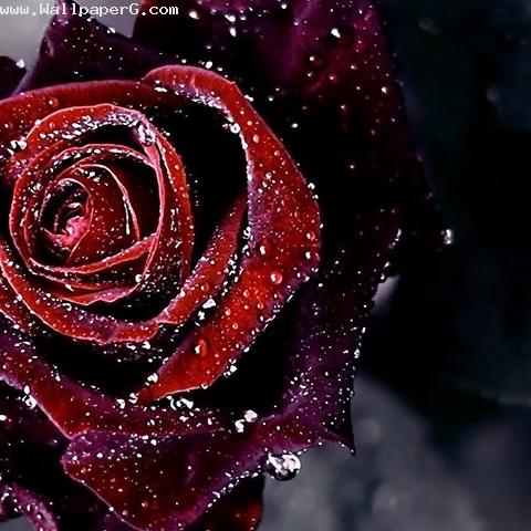 Dark rose sign of beauty