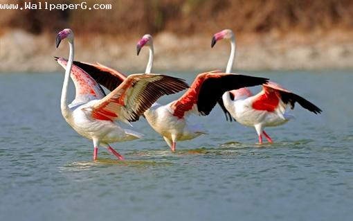 Flamingo birds