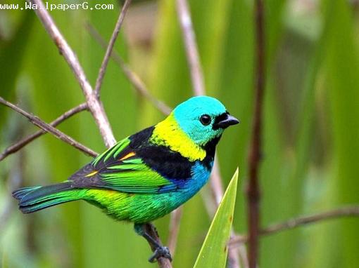 Colorful bird