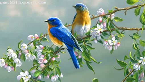 Beautiful birds