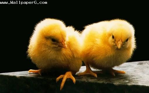 Beautiful chicks